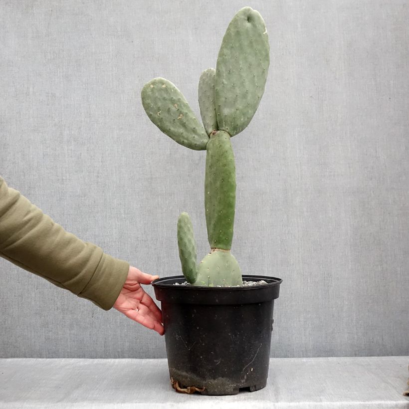 Amostra de Opuntia Titania - Cactus raquette Vaso de 3 L/4 L tal como entregue no inverno