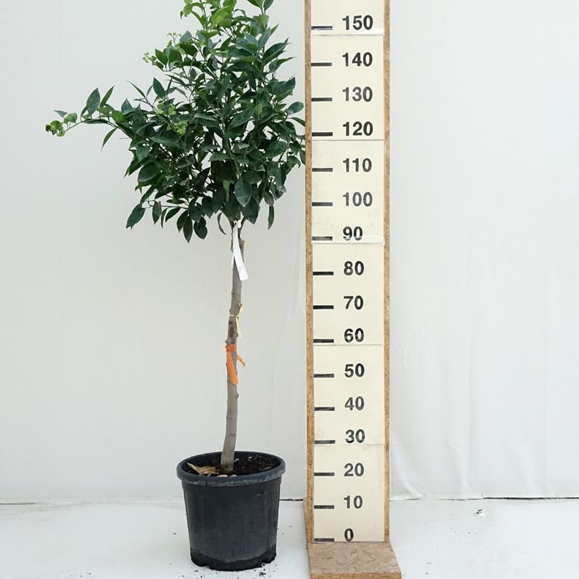 Amostra de Laranjeira - Citrus sinensis Vaso de 18 L/20 L, Meia haste tal como entregue no verão