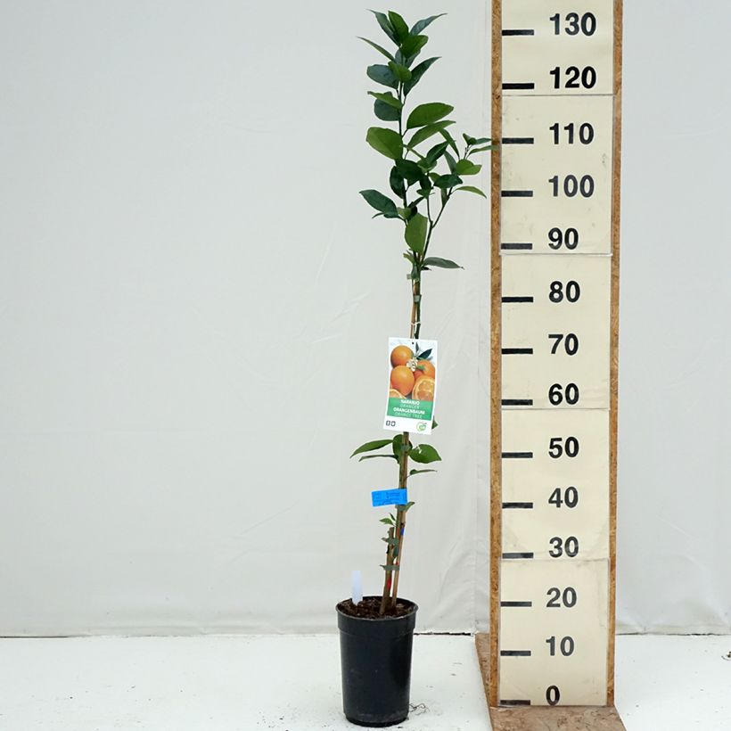 Amostra de Laranjeira - Citrus sinensis Vaso de 3 L/4 L, Tufo tal como entregue no inverno