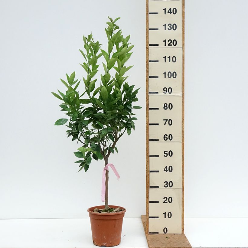 Amostra de Laranjeira - Citrus sinensis Vaso de 4 L/5 L, 1/4 de haste tal como entregue no outono