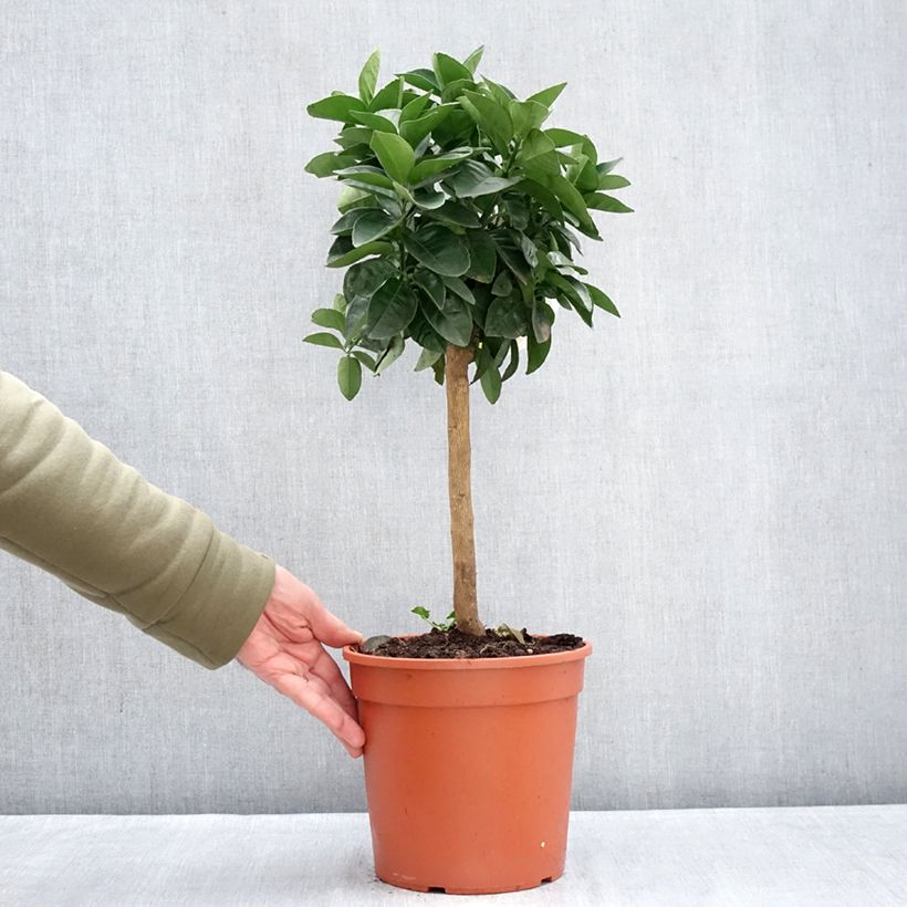 Amostra de Oranger - Citrus sinensis Vaso de 4 L/5 L, 1/4 de haste tal como entregue no inverno