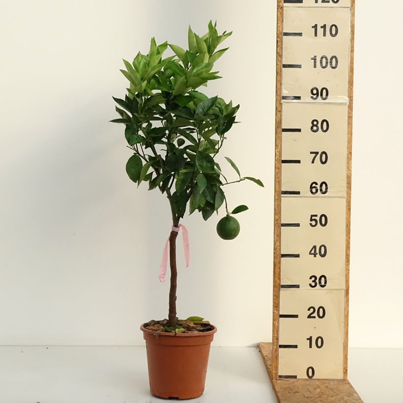 Amostra de Laranjeira - Citrus sinensis Vaso de 4 L/5 L, 1/4 de haste tal como entregue no verão