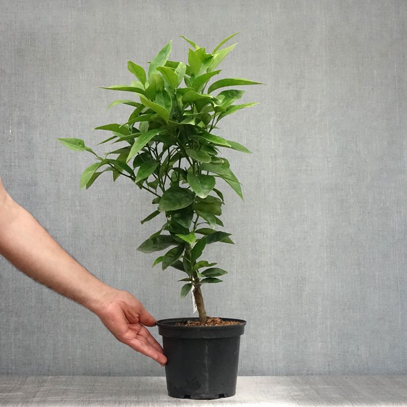 Amostra de Laranjeira Washington Navel - Citrus sinensis Vaso de 4 L/5 L, 1/4 de haste tal como entregue no verão