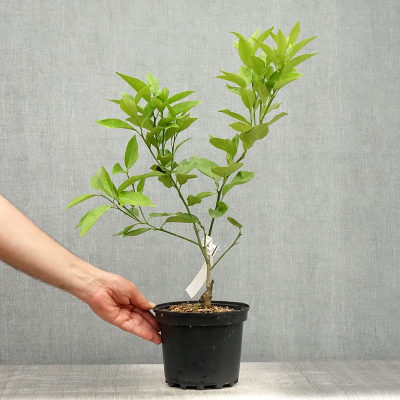 Amostra de Laranjeira Washington Navel - Citrus sinensis Vaso de 4 L/5 L, 1/4 de haste tal como entregue na primavera