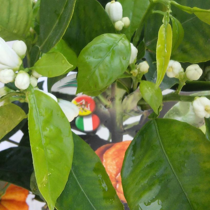 Laranjeira Corrugata - Citrus sinensis x aurantium (Folhagem)