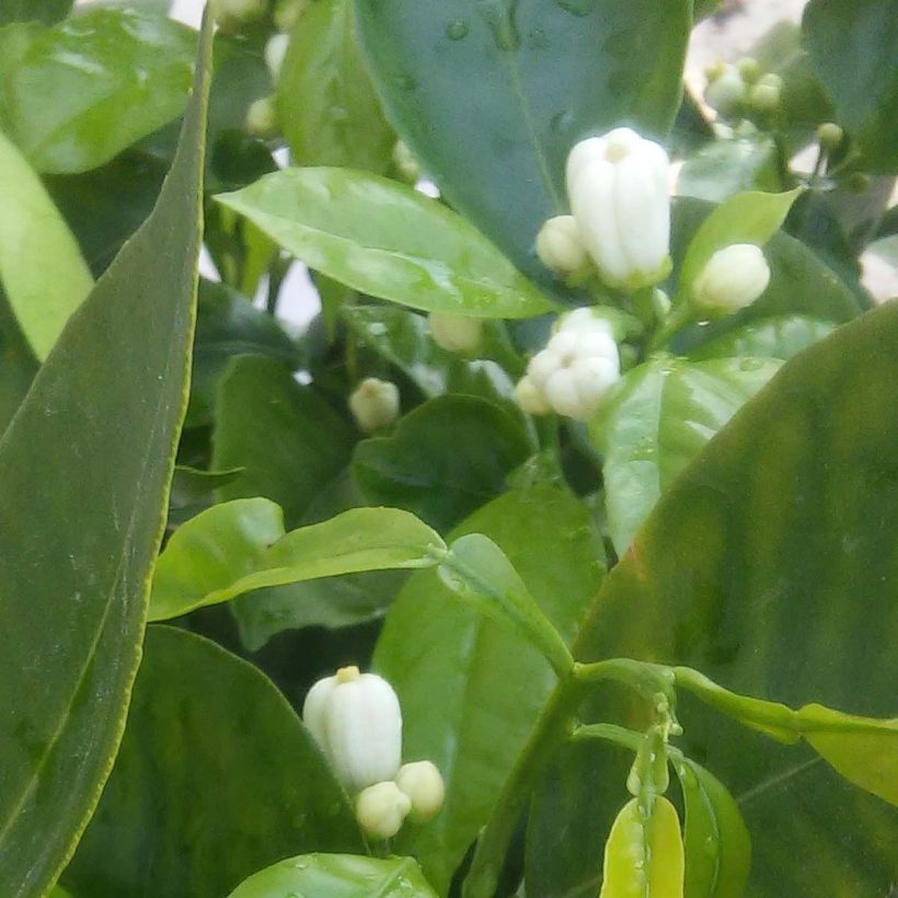 Laranjeira Corrugata - Citrus sinensis x aurantium (Floração)