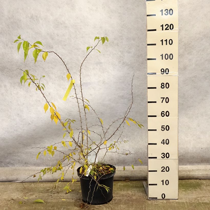 Amostra de Maclura pomifera Vaso de 7,5 L/10 L tal como entregue no outono