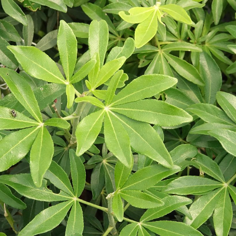 Laranjeira-do-México Green Fingers - Choisya ternata (Folhagem)