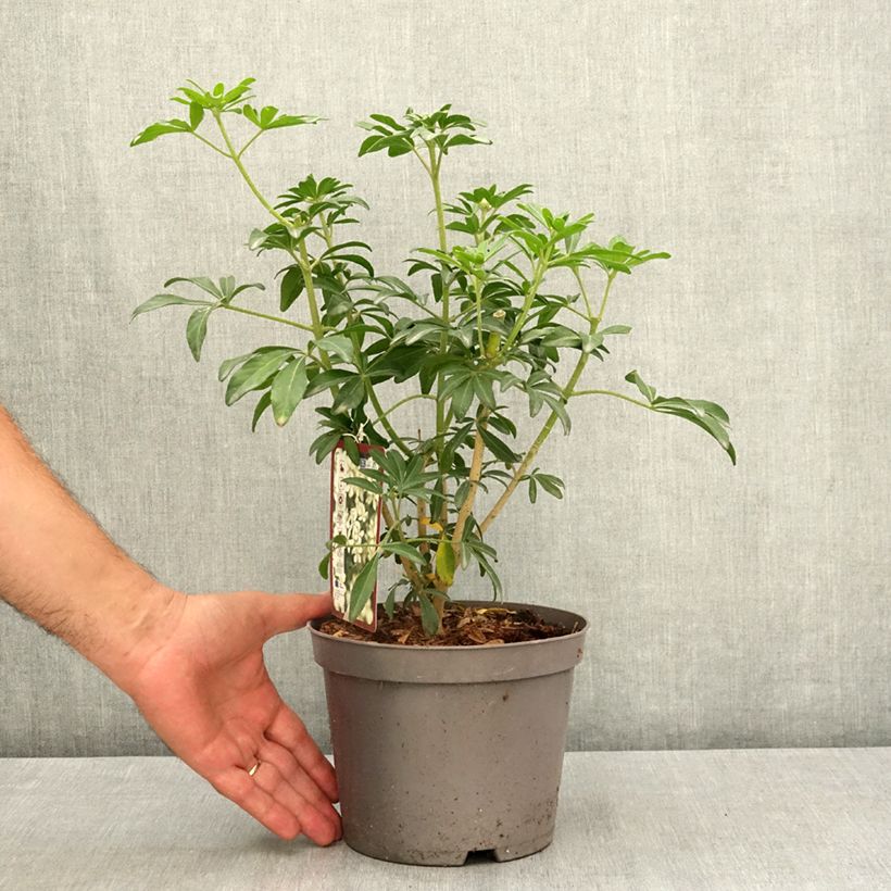 Amostra de Laranjeira-do-México Green Fingers - Choisya ternata Vaso de 2 L/3 L tal como entregue no verão
