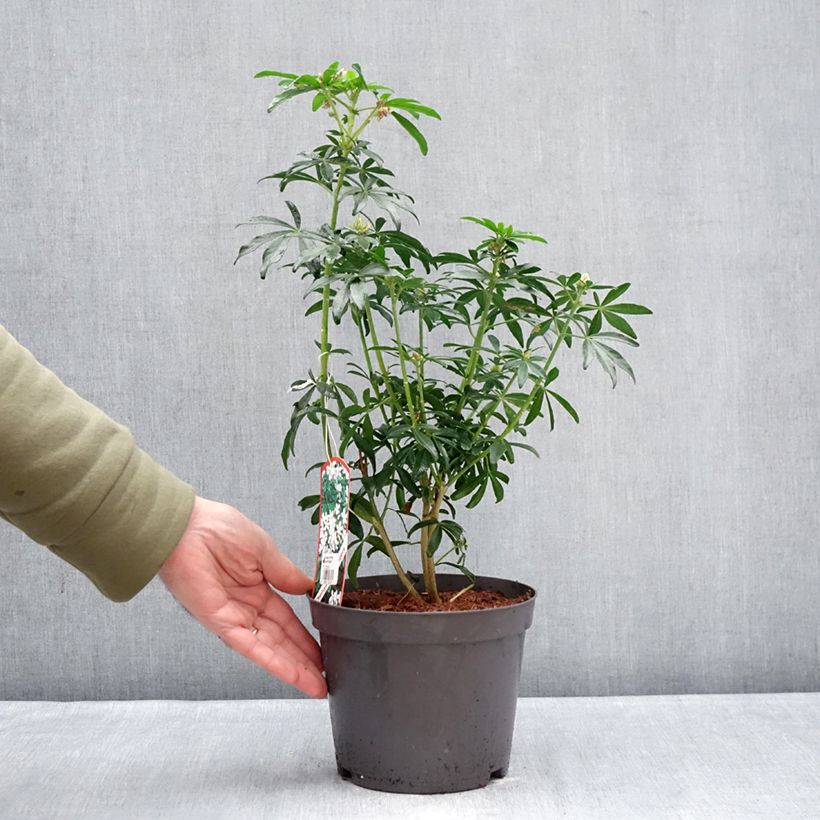 Amostra de Oranger du Mexique Green Fingers - Choisya ternata Vaso de 2 L/3 L tal como entregue no inverno