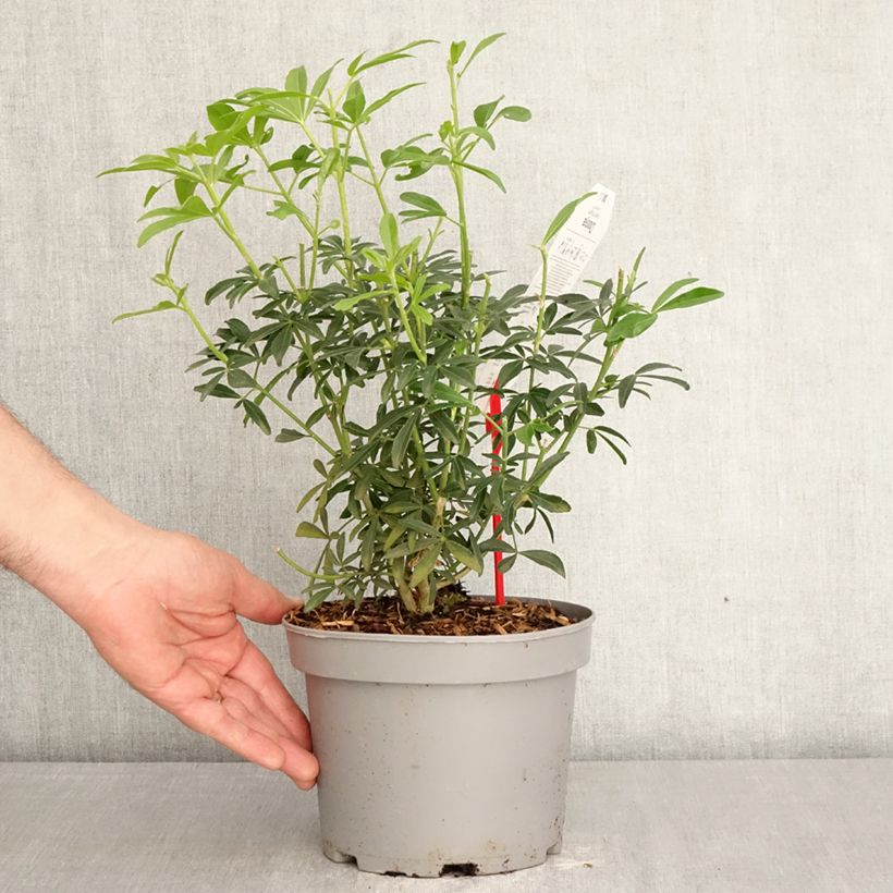 Amostra de Laranjeira-do-México Green Fingers - Choisya ternata Vaso de 2 L/3 L tal como entregue na primavera