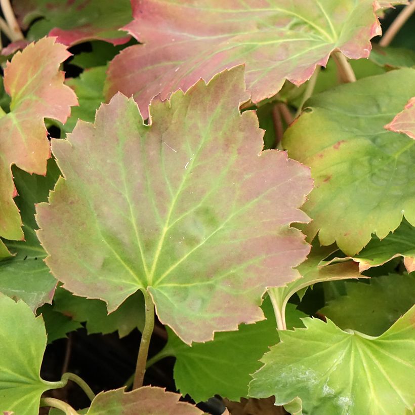 Mukdenia × Oresitrophe Fusion of Fire (Folhagem)