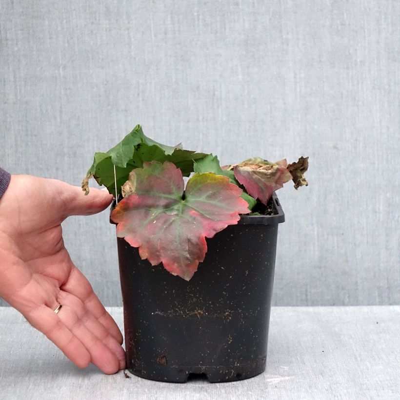 Amostra de Mukdenia × Oresitrophe Fusion of Fire Vaso de 1,5 L/2 L tal como entregue no outono