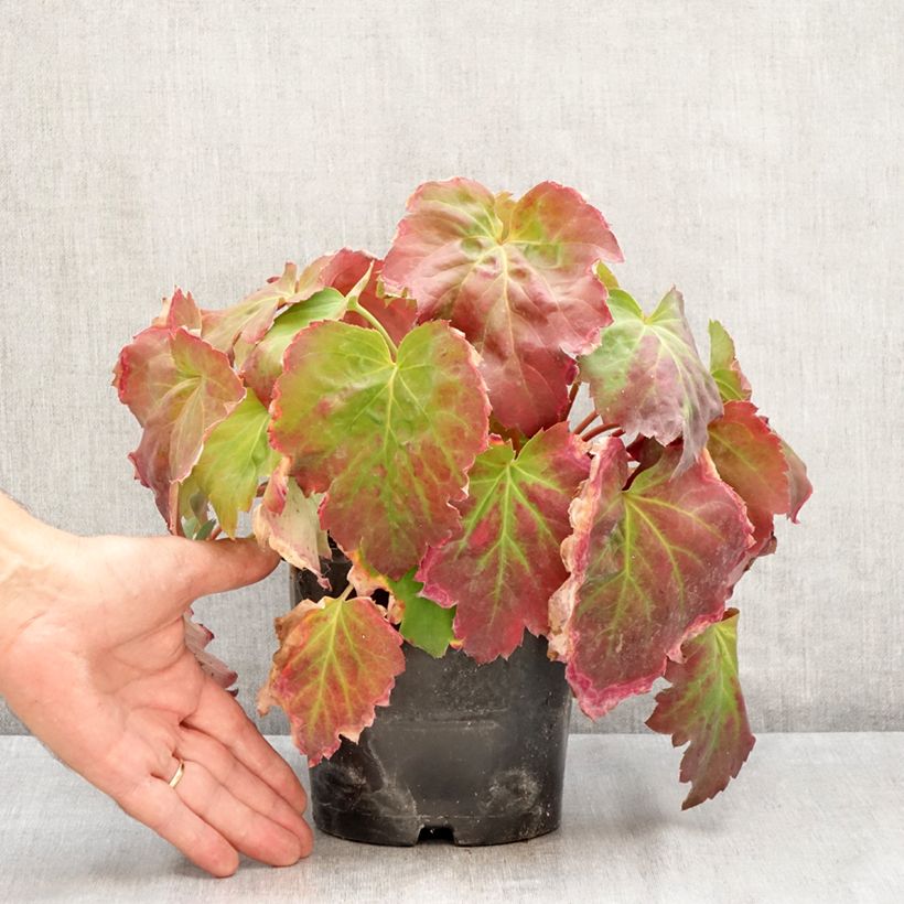 Amostra de Mukdenia × Oresitrophe Fusion of Fire Vaso de 1,5 L/2 L tal como entregue no verão