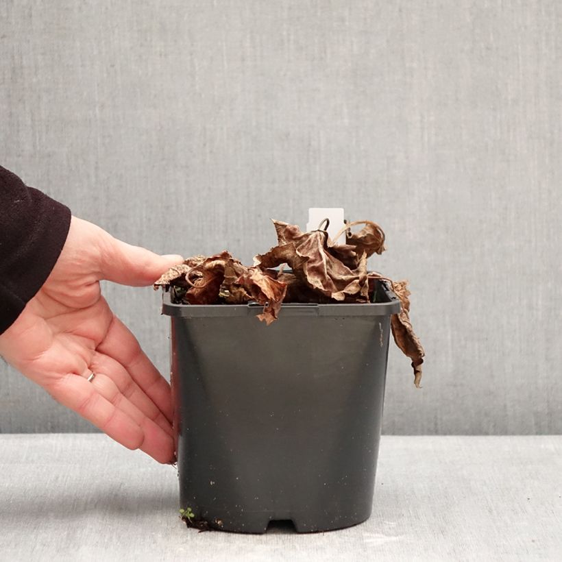 Amostra de Mukdenia × Oresitrophe Fusion of Fire Vaso de 1,5 L/2 L tal como entregue no inverno