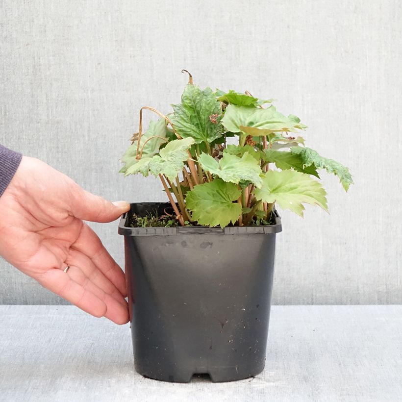 Amostra de Mukdenia × Oresitrophe Fusion of Fire Vaso de 1,5 L/2 L tal como entregue na primavera