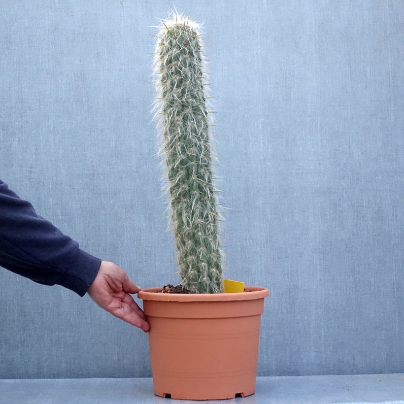 Amostra de Oreocereus leucotrichus - Cactus cierge Pot de 12L/15L tal como entregue no inverno