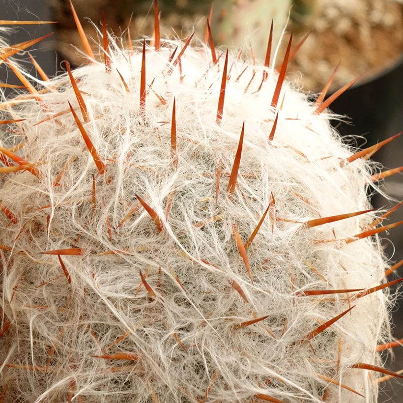 Oreocereus trollii (Folhagem)