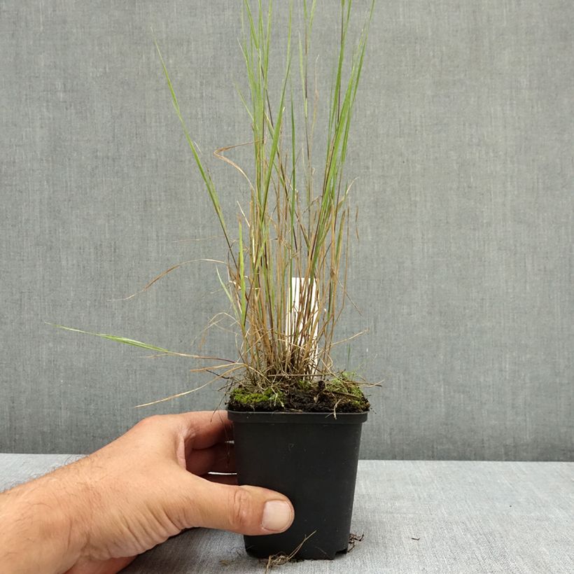 Amostra de Hordeum jubatum Vaso de 8/9 cm tal como entregue no verão