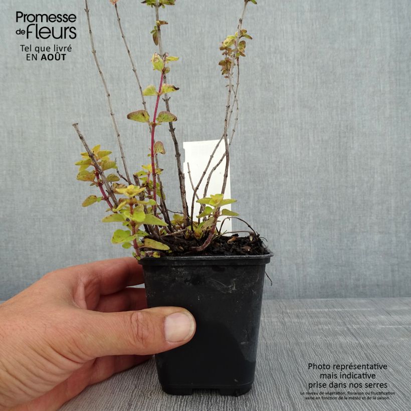 Amostra de Origanum vulgare Norton Gold - Orégão Vaso de 8/9 cm tal como entregue no verão