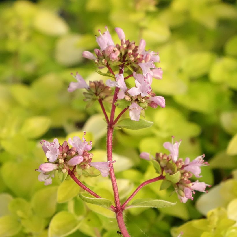 Origanum vulgare Norton Gold - Orégão (Floração)