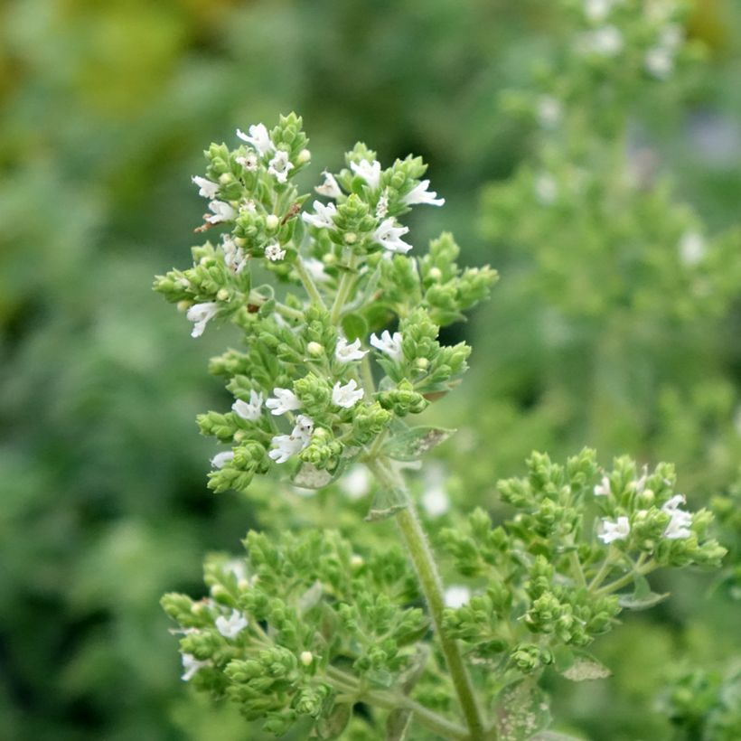 Orégão Hot and Spicy - Origanum vulgare (Floração)
