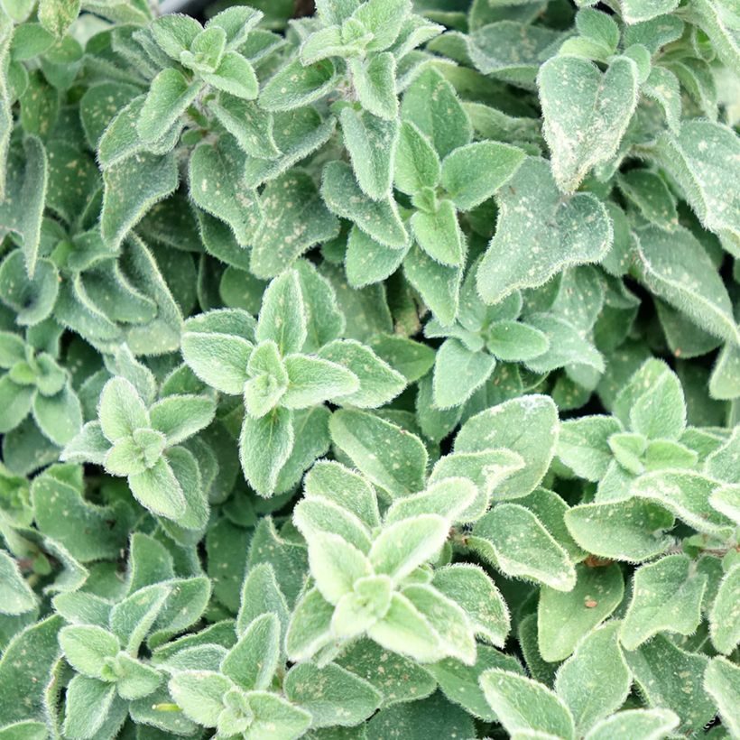 Orégão Hot and Spicy - Origanum vulgare (Folhagem)