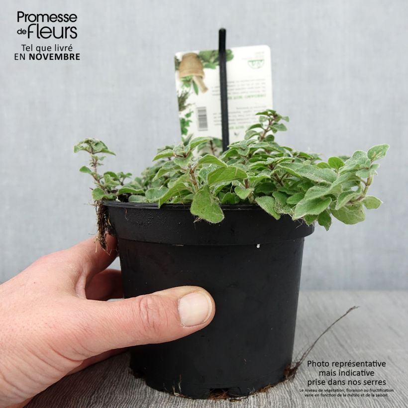 Amostra de Origan Hot and Spicy  Pot de 1,5L/2L tal como entregue no outono
