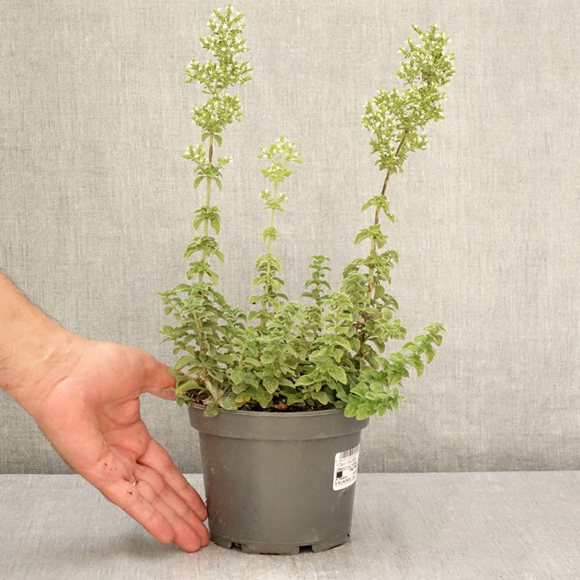 Amostra de Orégão Hot and Spicy - Origanum vulgare Vaso de 1,5 L/2 L tal como entregue no verão