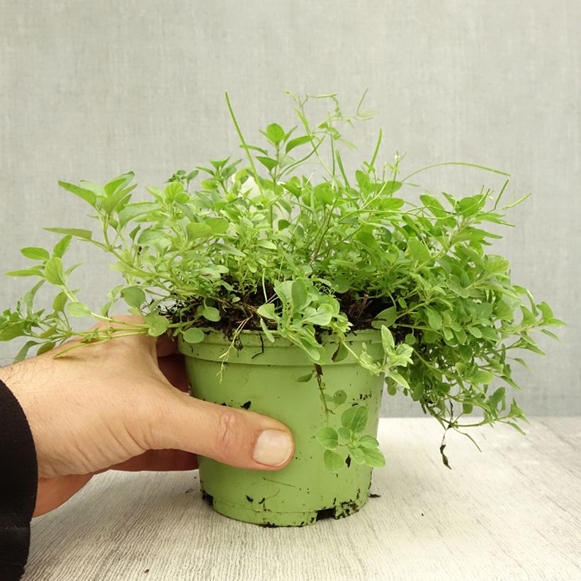 Amostra de Oregão - Manjerona Perene plantas jovens Bio Vaso de 1 L/1,5 L tal como entregue no outono