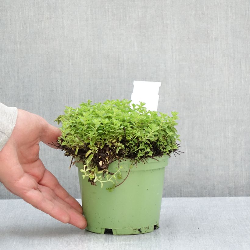Amostra de Oregão - Manjerona Perene plantas jovens Bio Vaso de 1 L/1,5 L tal como entregue no verão