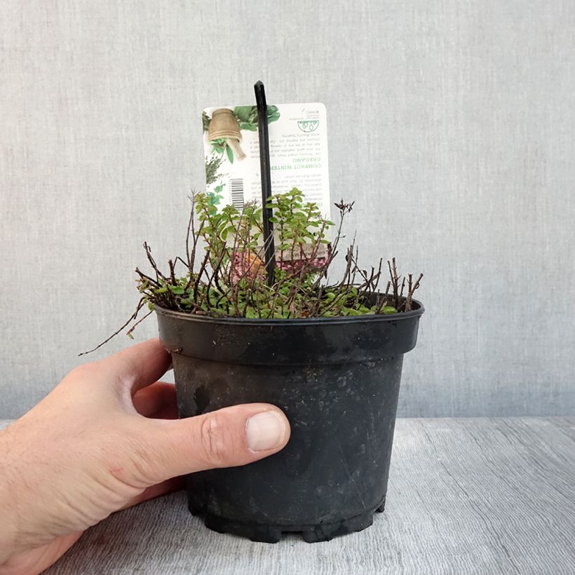 Amostra de Origan - Origanum vulgare Compactum Pot de 1,5L/2L tal como entregue no outono