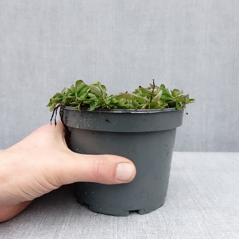 Amostra de Origanum vulgare Compactum - Orégão Vaso de 1,5 L/2 L tal como entregue no inverno