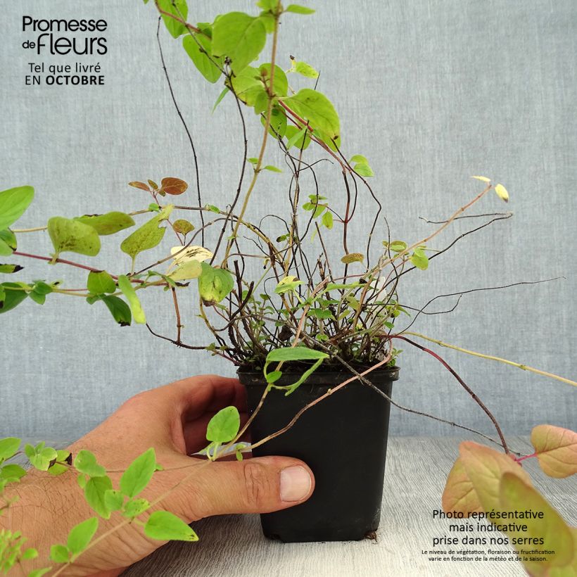 Amostra de Oregão - Manjerona Perene plantas jovens Bio Vaso de 8/9 cm tal como entregue no outono