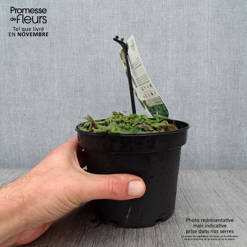 Amostra de Orégão verde / grego - Origanum heracleoticum Vaso de 1,5 L/2 L tal como entregue no outono