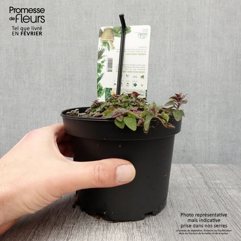 Amostra de Origan vert ou grec - Origanum heracleoticum (vulgare subsp. hirtum) Pot de 1,5L/2L tal como entregue no inverno