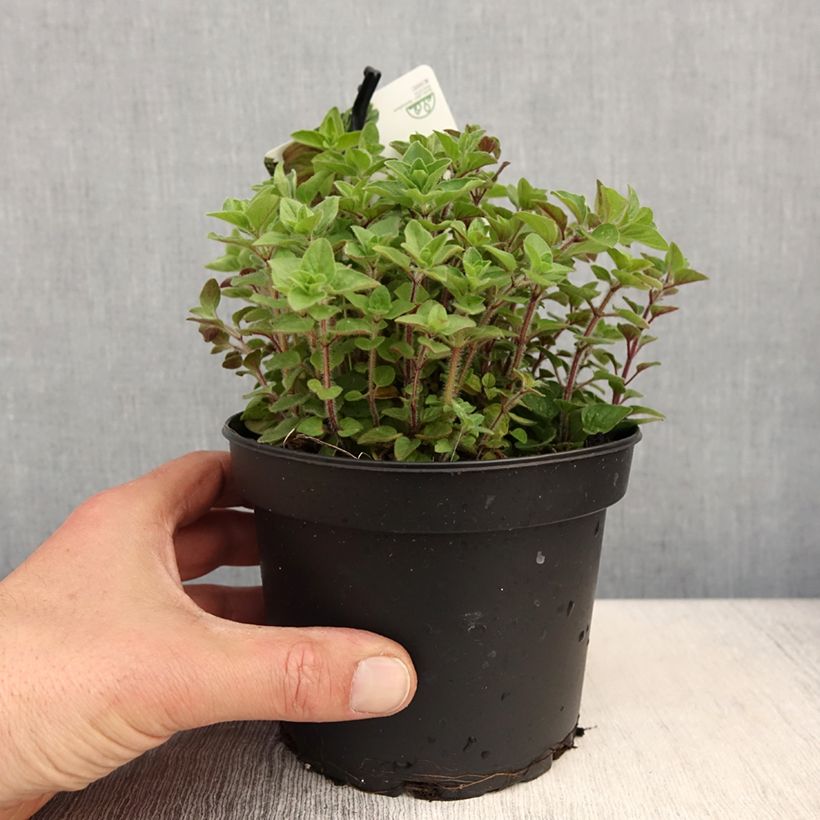 Amostra de Orégão verde / grego - Origanum heracleoticum Vaso de 1,5 L/2 L tal como entregue na primavera