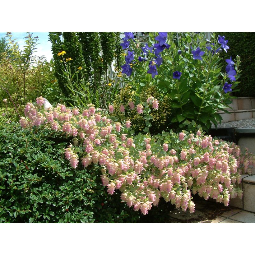 Origanum rotundifolium Kent Beauty - Orégão (Floração)