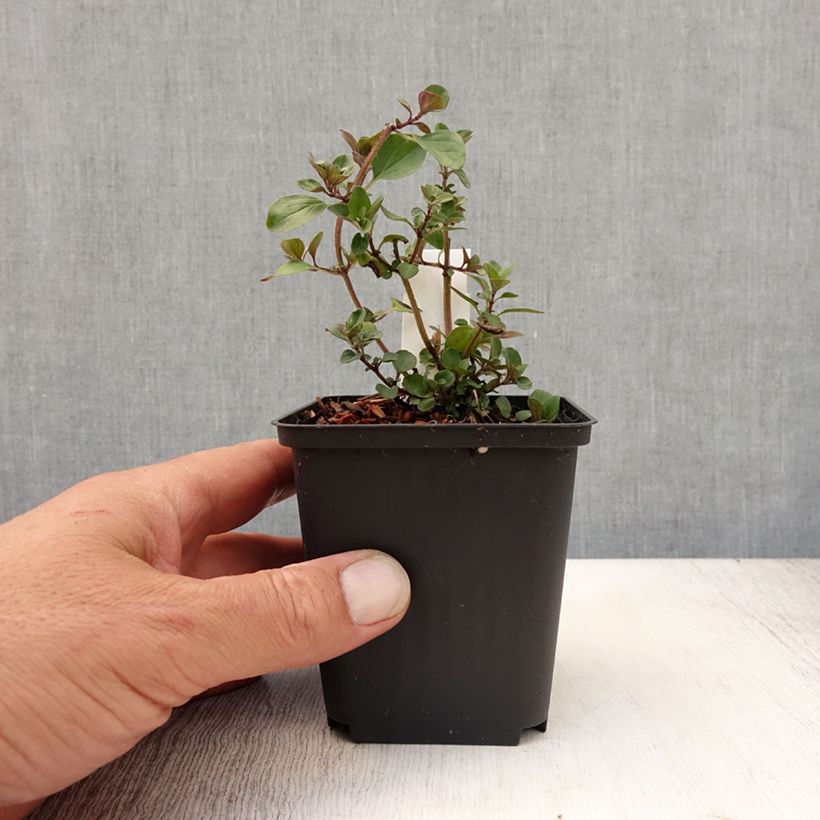 Amostra de Origanum laevigatum Herrenhausen - Orégão Vaso de 8/9 cm tal como entregue no verão