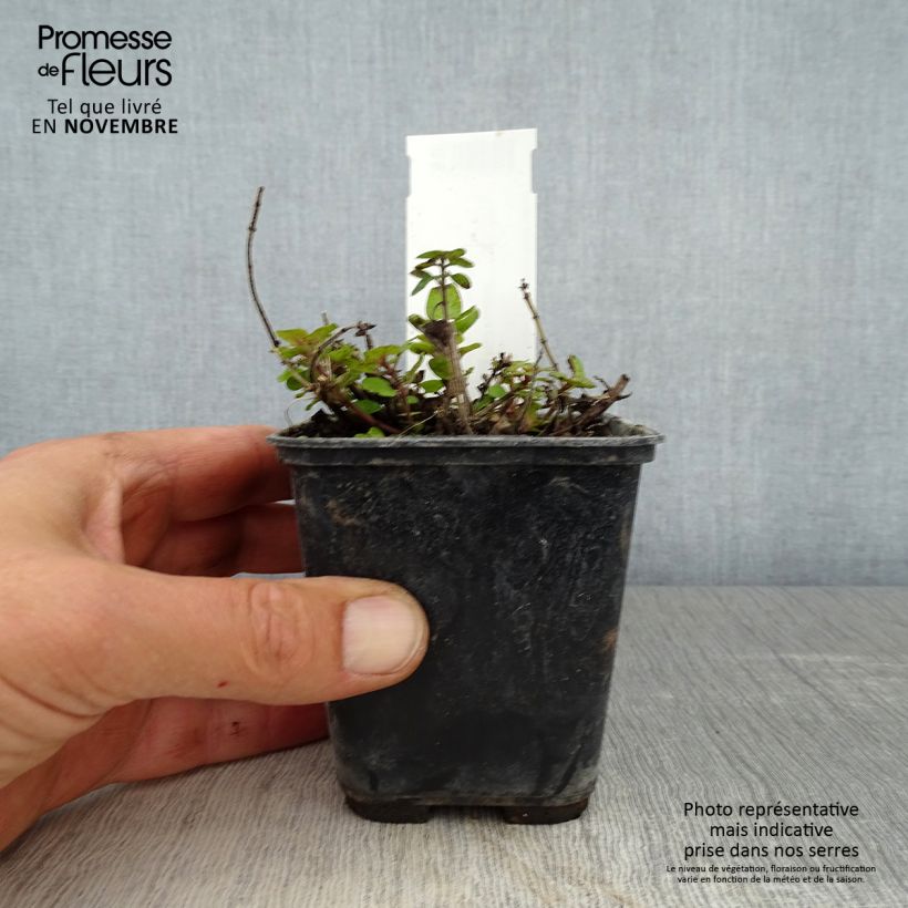Amostra de Origanum majorana Pagoda Bells - Manjerona Vaso de 8/9 cm tal como entregue no outono