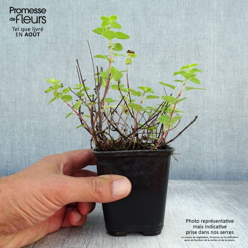 Amostra de Origanum majorana Pagoda Bells - Manjerona Vaso de 8/9 cm tal como entregue no verão