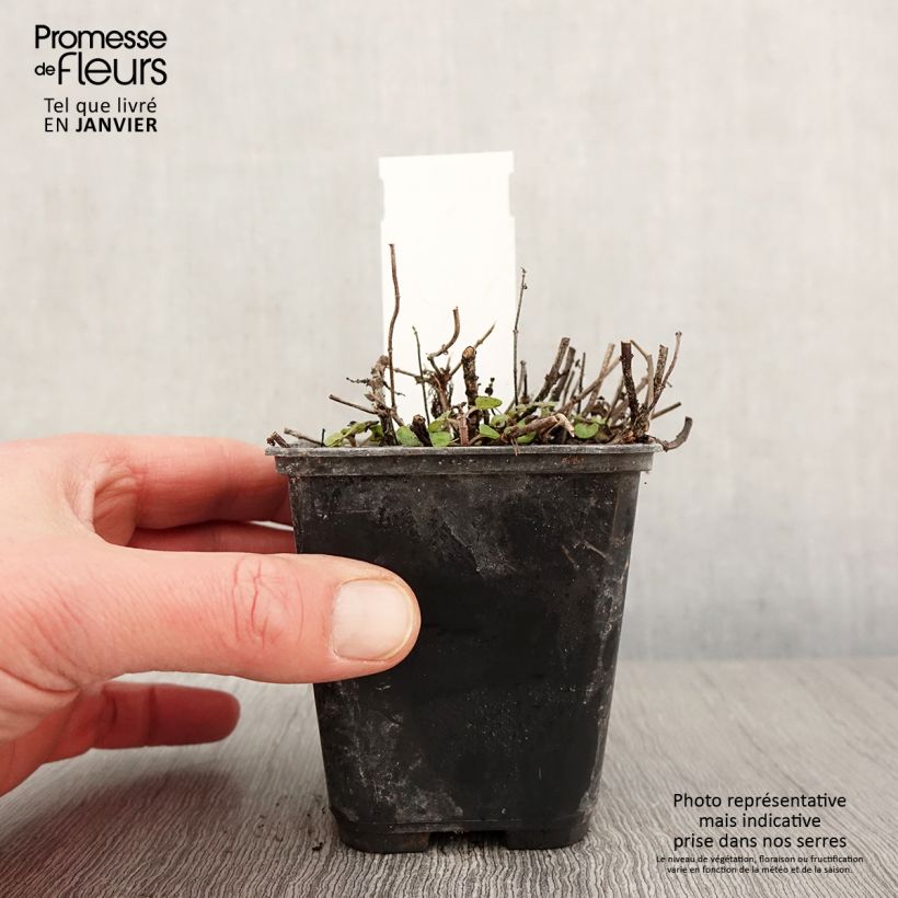 Amostra de Origanum majorana Pagoda Bells Godet de 8/9 cm tal como entregue no inverno