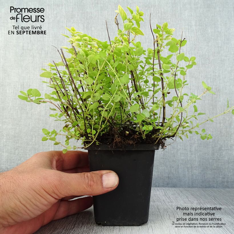 Amostra de Origanum vulgare Thumbles Variety - Orégão Vaso de 8/9 cm tal como entregue no verão