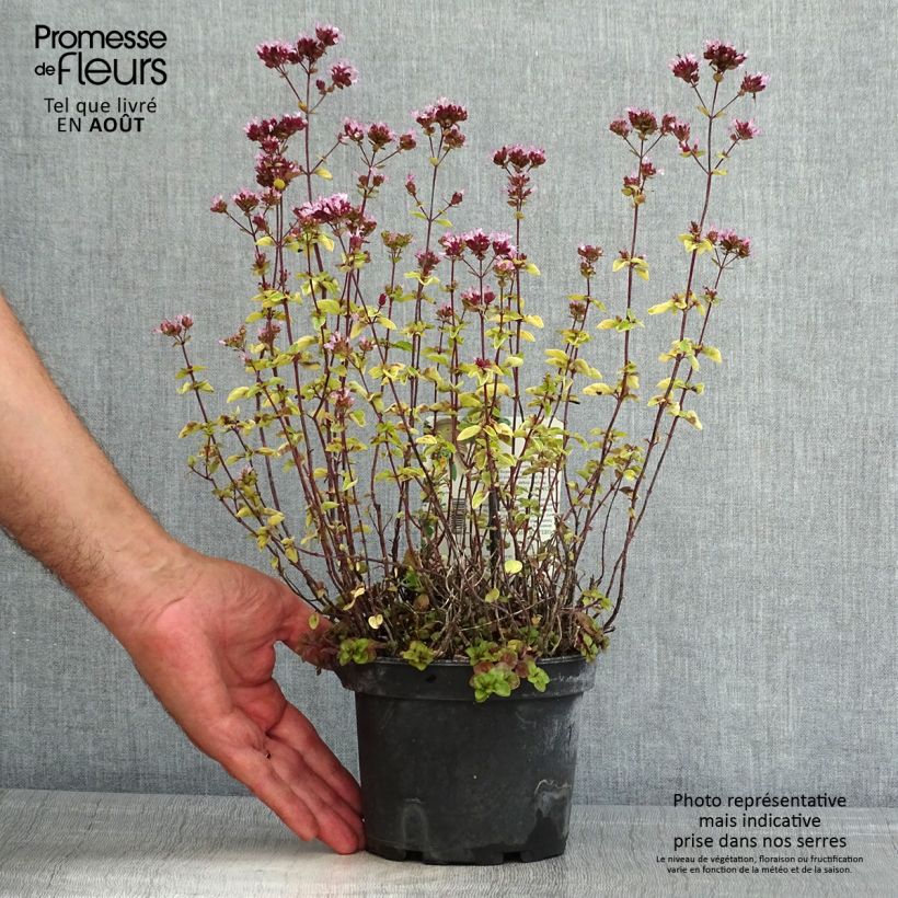 Amostra de Origanum vulgare Thumbles Variety - Orégão Vaso de 1,5 L/2 L tal como entregue no verão