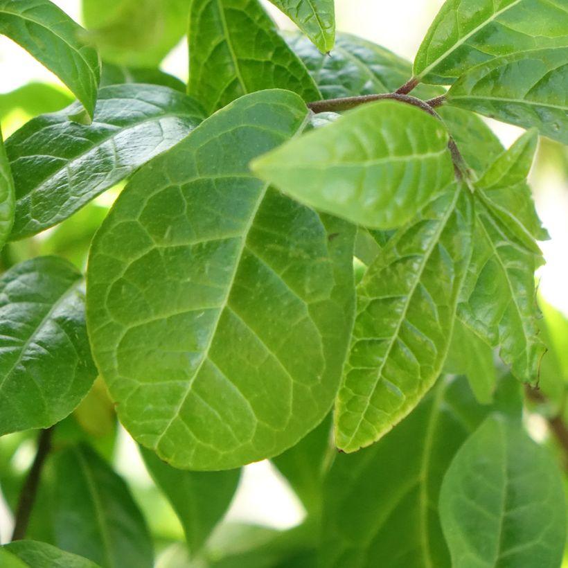 Orixa japonica (Folhagem)