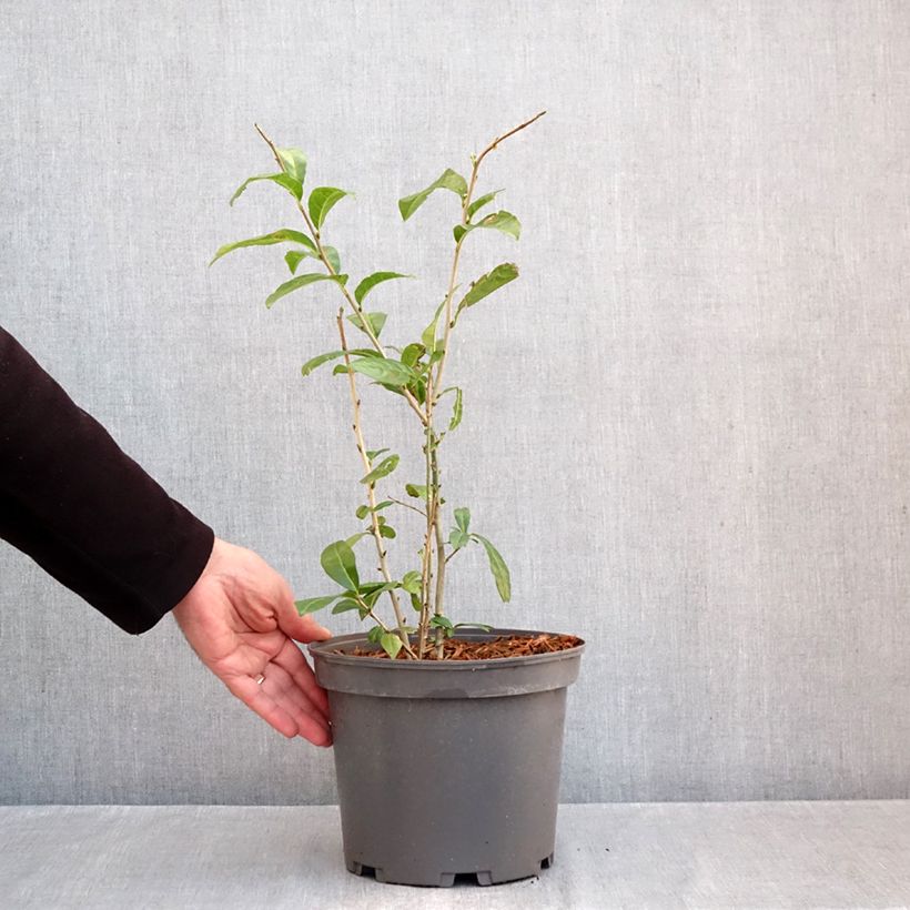 Amostra de Orixa japonica Pot de 4L/5L tal como entregue no outono