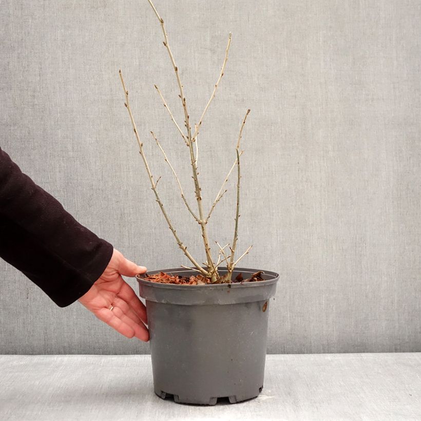 Amostra de Orixa japonica Vaso de 4 L/5 L tal como entregue no inverno