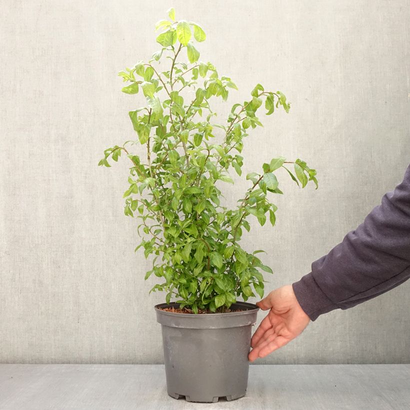 Amostra de Orixa japonica Vaso de 4 L/5 L tal como entregue na primavera