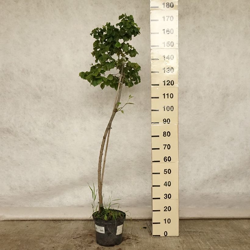 Amostra de Ulmus glabra Nana Vaso de 7,5 L/10 L, Haste tal como entregue no verão