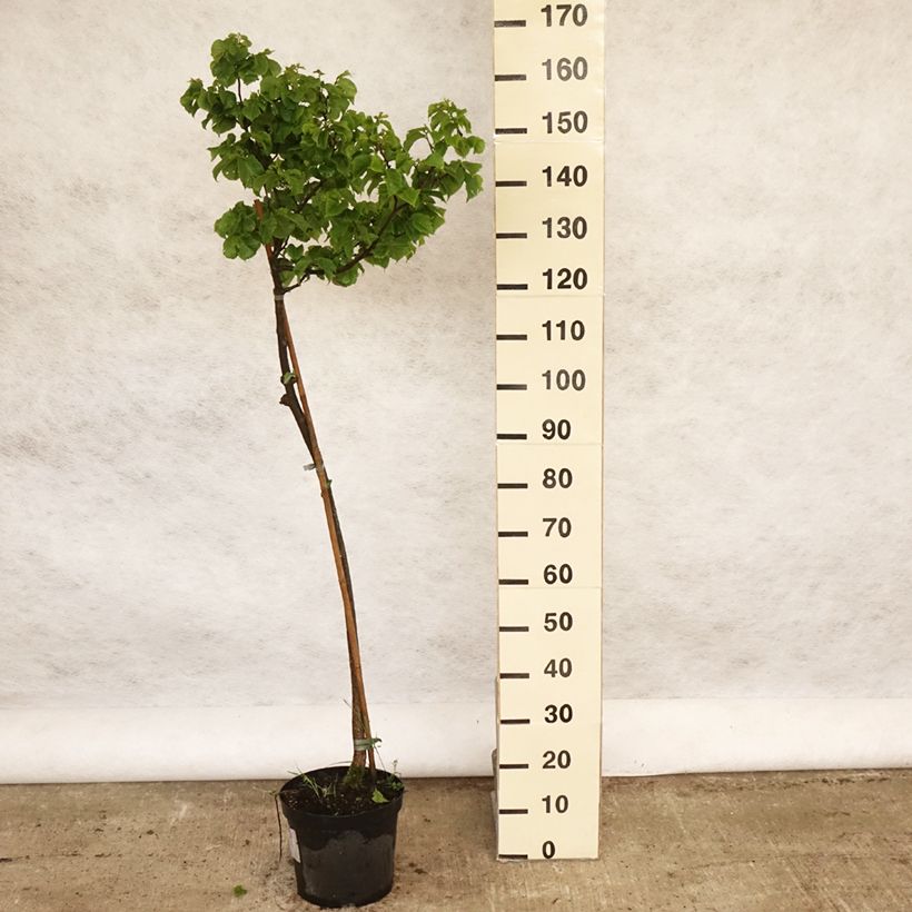Amostra de Ulmus glabra Nana Vaso de 7,5 L/10 L, Haste tal como entregue na primavera